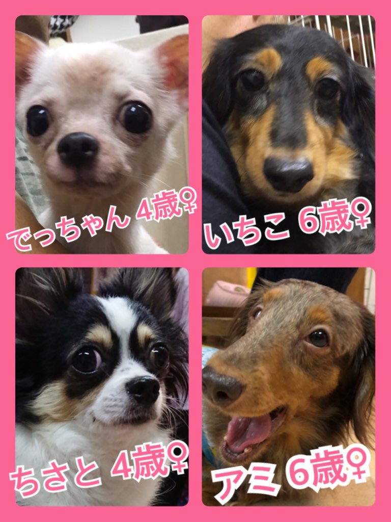 🐾今日の里親様募集中ワンコ🐶メンバーです🐾2018,8,11